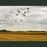 canadian-geese-over-cornfield-lynntait