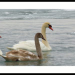 Swans at Sombra
