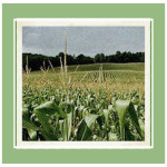 corn field lambton county