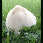 mushroom with dew